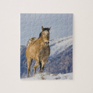 Pferde laufen im Schnee