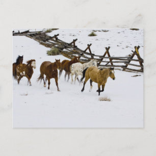Pferde laufen im Schnee Postkarte
