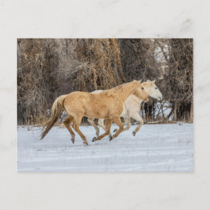 Pferde laufen im Schnee Postkarte
