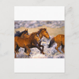 Pferde laufen postkarte