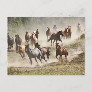 Pferde laufen während des Roundups, Montana Postkarte