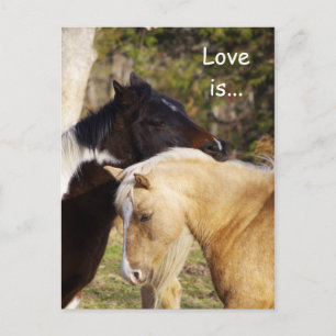 Pferde Liebe ist Postkarten