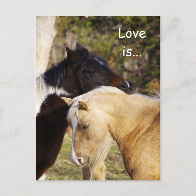 Pferde Liebe ist Postkarten (Vorderseite)