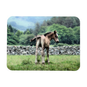 PFERDE MAGNET