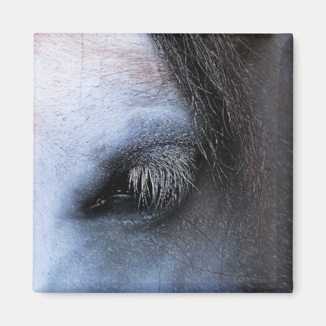 PFERDE MAGNET (Vorne)