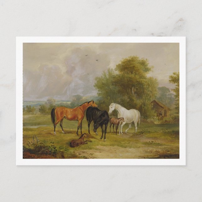 Pferde: Mais und Fohlen in einem Feld (Öl auf Postkarte (Vorderseite)