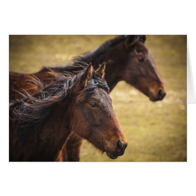 Pferde nebeneinander (Vorderseite (Horizontal))