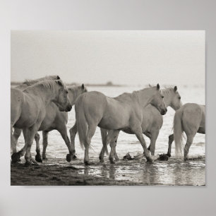 Pferde, Ozeane, Schwarz-Weiß-Fotografie Poster