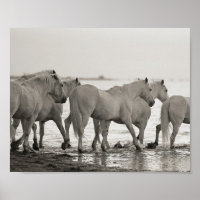 Pferde, Ozeanfotografie, Schwarzweiß