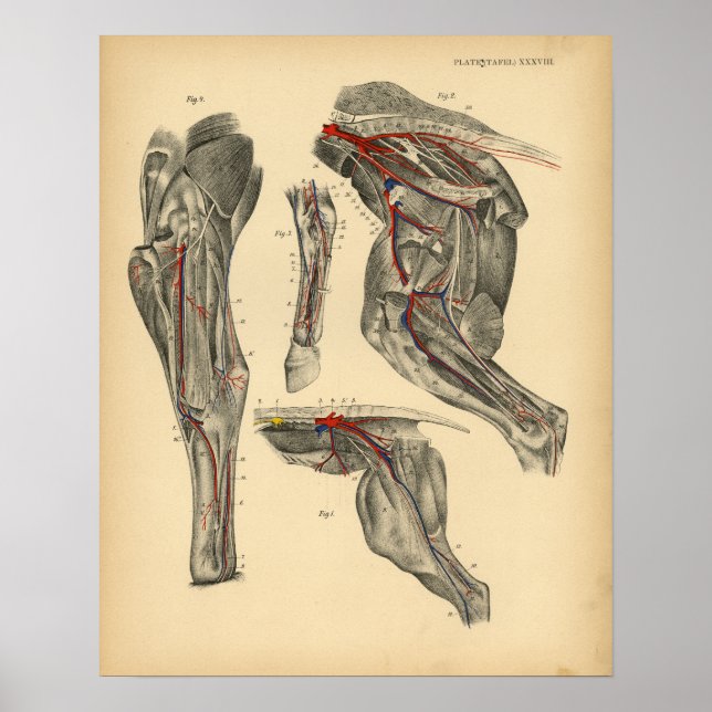 Pferde Pelvic Leg Anatomie 1908 Vintag Print Poster (Vorne)
