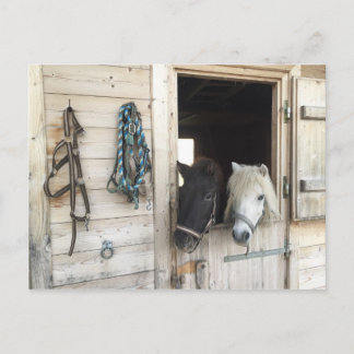Pferde Postkarte