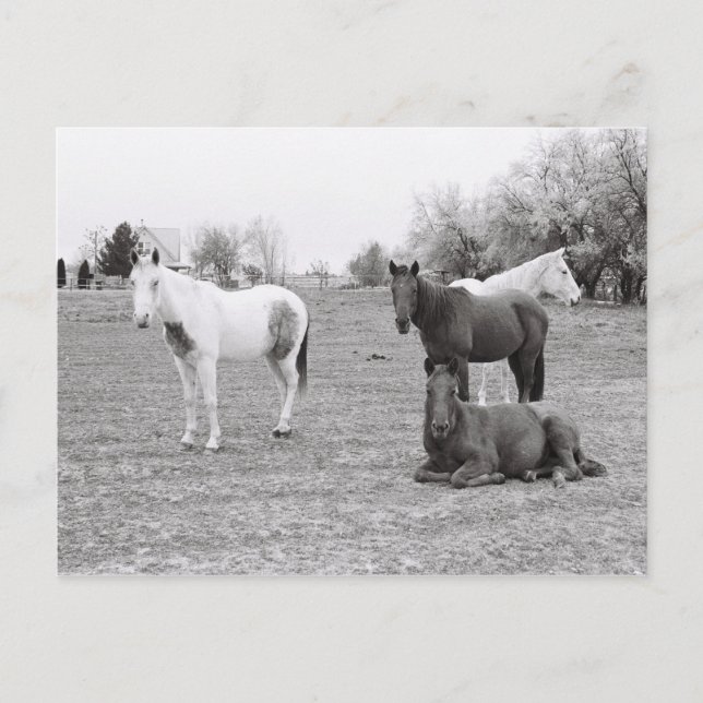 Pferde Postkarte (Vorderseite)