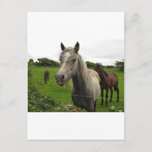 Pferde Postkarte