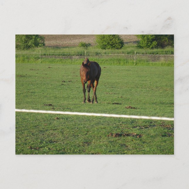 Pferde Postkarte (Vorderseite)