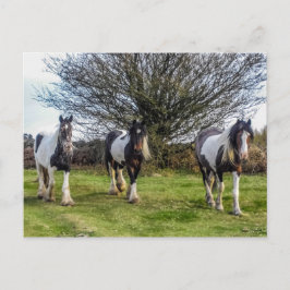 Pferde Postkarte