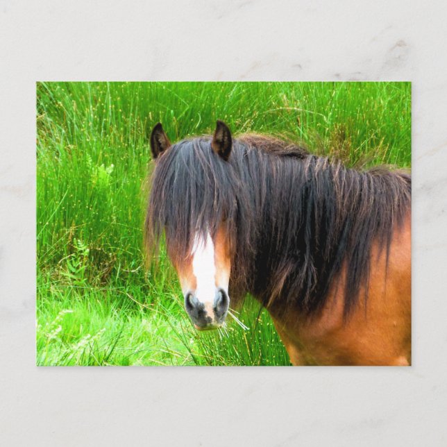 PFERDE POSTKARTE (Vorderseite)