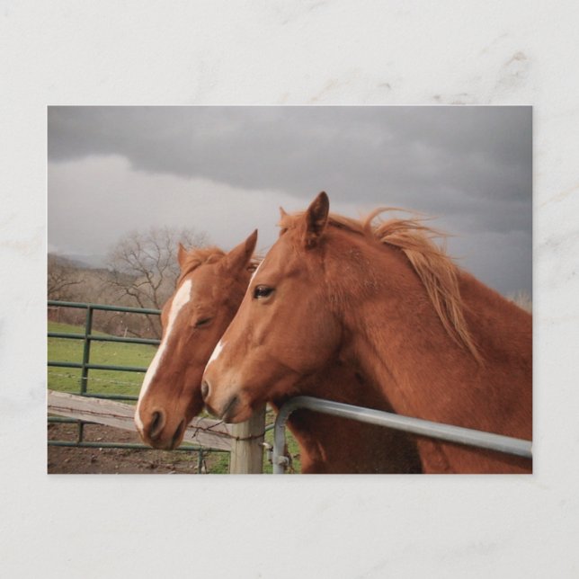 Pferde Postkarte (Vorderseite)