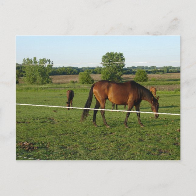 Pferde Postkarte (Vorderseite)