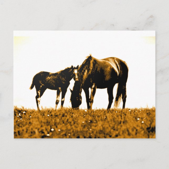 Pferde Postkarte (Vorderseite)