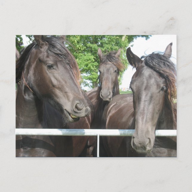Pferde Postkarte (Vorderseite)