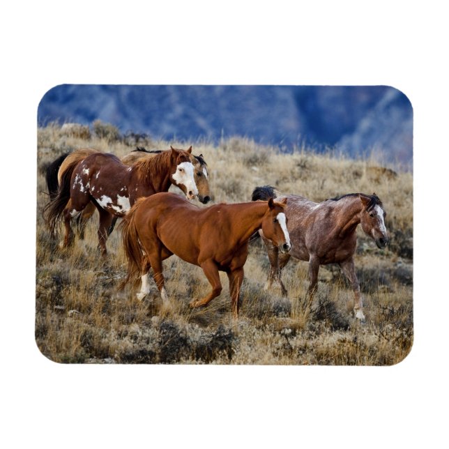 Pferde Roaming in den Hügeln Magnet (Horizontal)