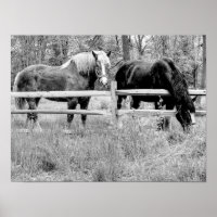 Pferde Schwarz & Weiß — Digitale Fotografie Kunst