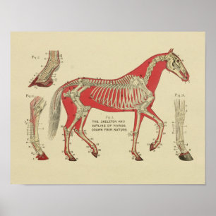 Pferde Skelett Anatomie Print 1902 Poster