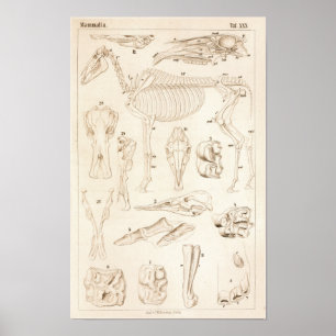 Pferde Skeletton Veterinärmedizinische Anatomie Pr Poster