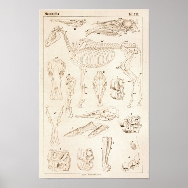 Pferde Skeletton Veterinärmedizinische Anatomie Pr Poster (Vorne)