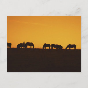 Pferde Sonnenuntergang Silhouetten Postkarte