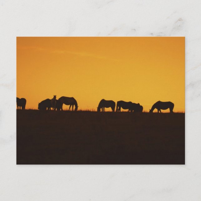 Pferde Sonnenuntergang Silhouetten Postkarte (Vorderseite)