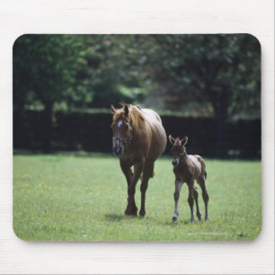 Pferde - Thoroughbred, Stute und Fohlen, Mousepad