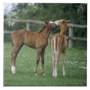 Pferde - Thoroughbreds, Fohlen, Fliese