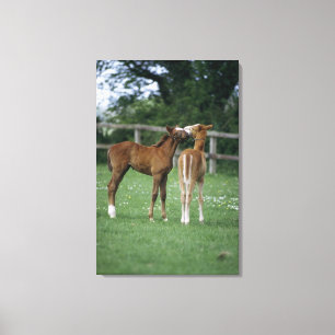 Pferde - Thoroughbreds, Fohlen, Leinwanddruck