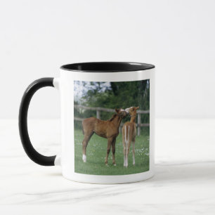 Pferde - Thoroughbreds, Fohlen, Tasse