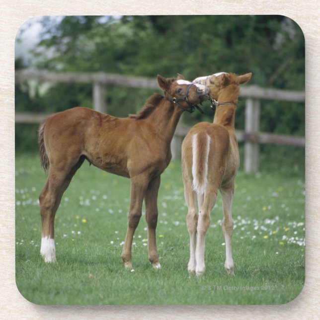 Pferde - Thoroughbreds, Fohlen, Untersetzer (Vorderseite)