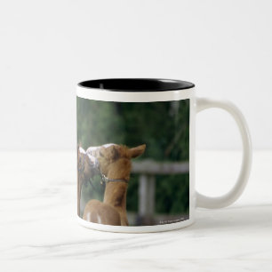 Pferde - Thoroughbreds, Fohlen, Zweifarbige Tasse