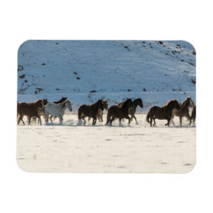 Pferde treiben im Winter auf der Hideout Ranch Magnet