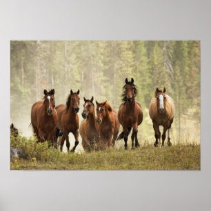 Pferde überqueren einen kleinen Hügel während des Poster
