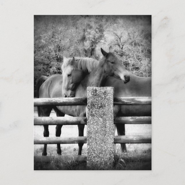 Pferde Umarmung - Pferde Liebe Fotografie Postkarte (Vorderseite)