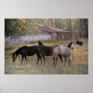 Pferde und Bären zusammen Foto Art Poster