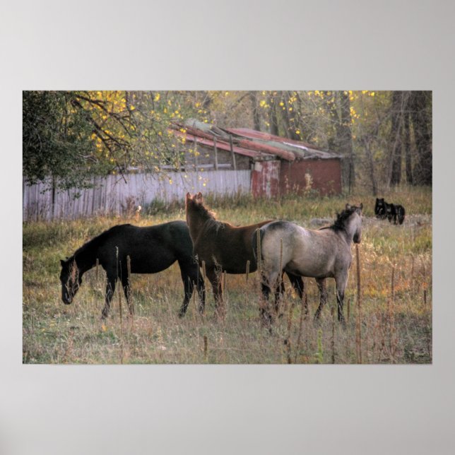 Pferde und Bären zusammen Foto Art Poster (Vorne)