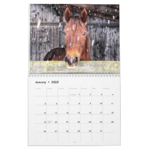 Pferde- und Eselkalender 2025 Kalender