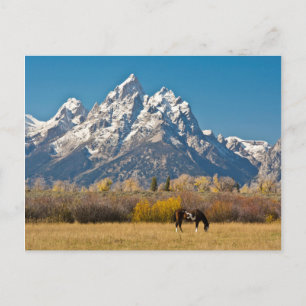 Pferde und Grand Tetons, Elchkopfranke Postkarte