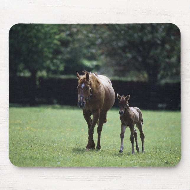 Pferde - Vollblut, Mare und Fohlen, Mousepad (Vorne)