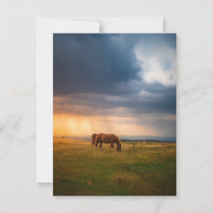 Pferde weiden an stürmischen Tagen Postkarte
