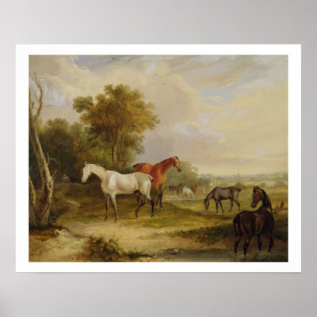 Pferde Weiden: Ein grauer Stallion mit Mares Poster (Vorne)