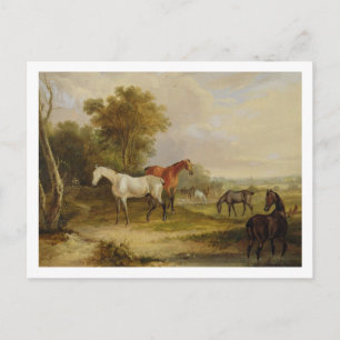 Pferde Weiden: Ein grauer Stallion mit Mares Postkarte