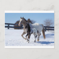 Pferde Winterschneesport Landhaus Liebe