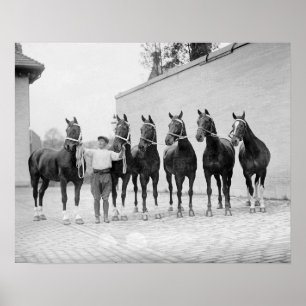 Pferde zeigen, 1912. Vintages Foto Poster